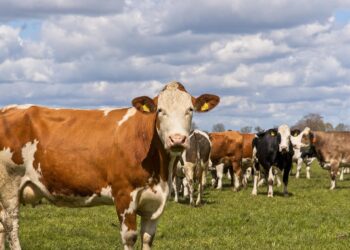 USDA anuncia reapertura gradual a importaciones de ganado mexicano