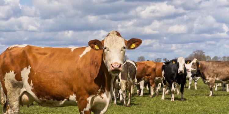 USDA anuncia reapertura gradual a importaciones de ganado mexicano