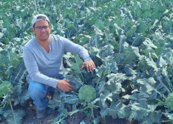 Uso de probióticos en cultivo de berries y hortalizas