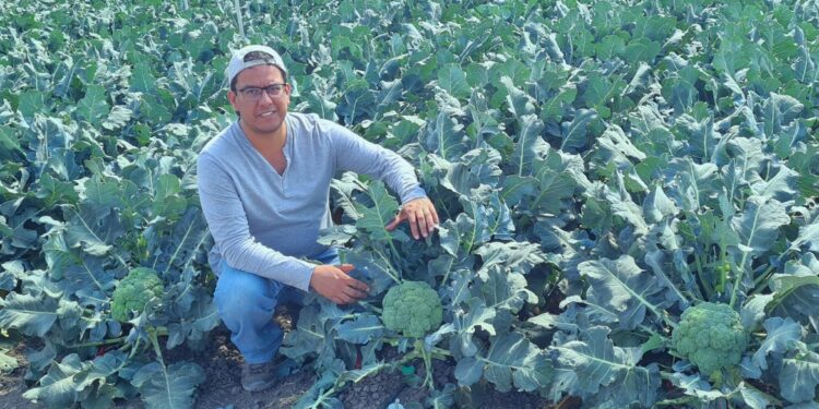 Uso de probióticos en cultivo de berries y hortalizas