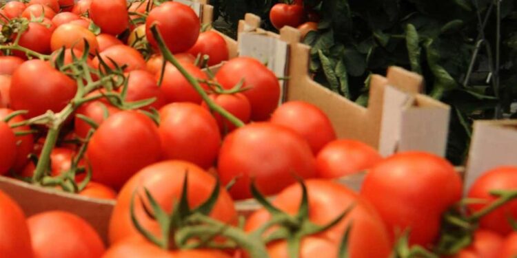 Aranceles al tomate ponen en riesgo la seguridad alimentaria de América del Norte