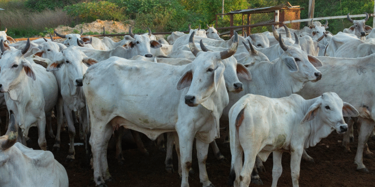 EU suspende importación de ganado mexicano por nuevo caso de gusano barrenador