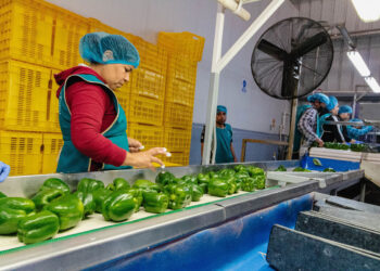 Japón emite consulta para importación de bell pepper mexicano