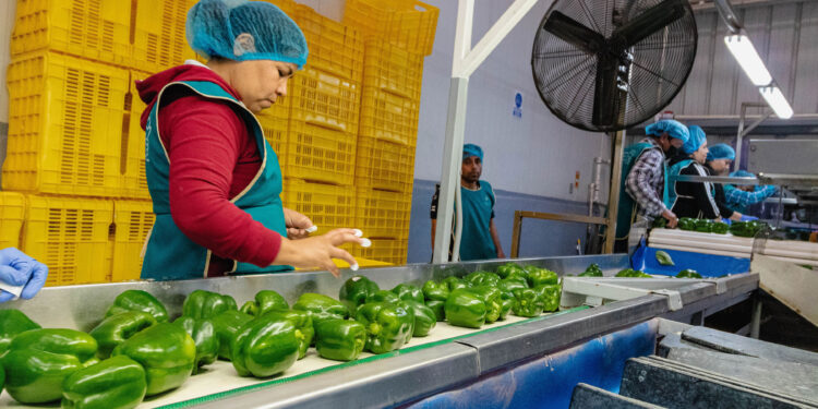 Japón emite consulta para importación de bell pepper mexicano