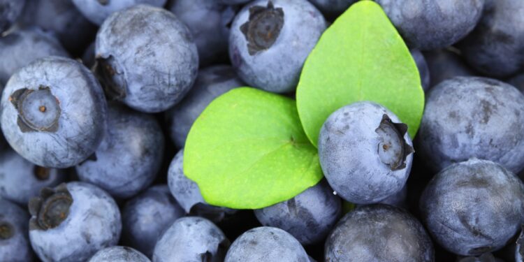 Biotech México, presente con soluciones orgánicas en el Congreso Aneberries 2025