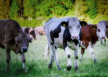 Ganadería regenerativa: retos y oportunidades en México