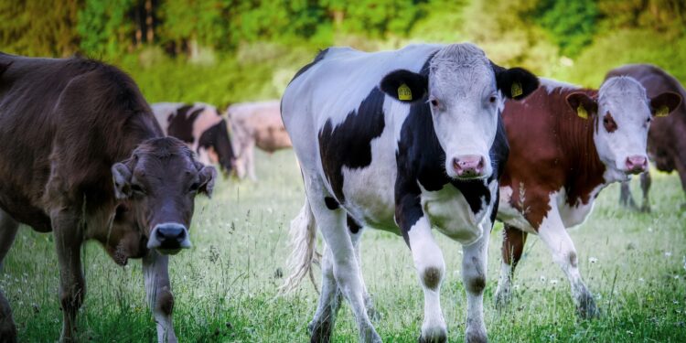 Ganadería regenerativa: retos y oportunidades en México