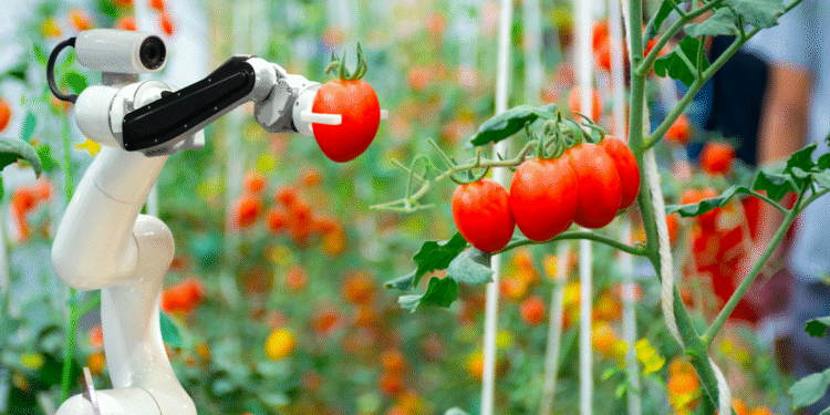 Nuevos robots híbridos para la cosecha en invernaderos