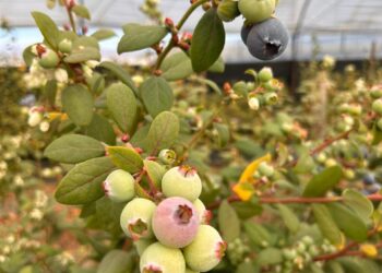 Soluciones eficaces en nutrición y bioestimulación vegetal para berries