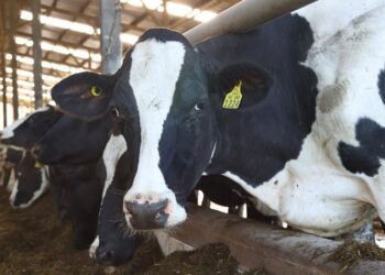 Cae valor de las exportaciones agroalimentarias más de mil millones de dólares