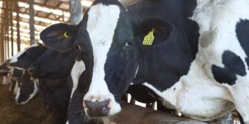 Cae valor de las exportaciones agroalimentarias más de mil millones de dólares