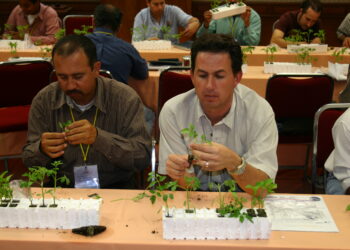 Soluciones biológicas para las enfermedades edáficas en invernaderos