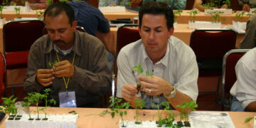 Soluciones biológicas para las enfermedades edáficas en invernaderos