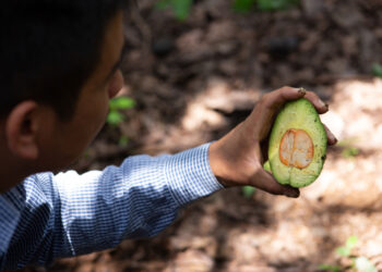 Más de 100 municipios se mantienen libres de plagas del aguacate
