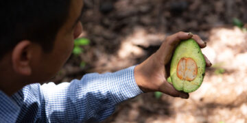 Más de 100 municipios se mantienen libres de plagas del aguacate
