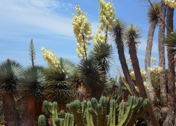 Las saponinas en los bioestimulantes