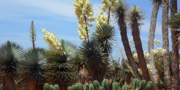 Las saponinas en los bioestimulantes