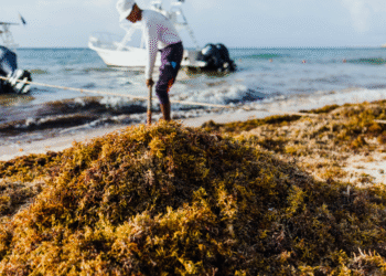 Sargazo: del mar Caribe a los campos de Sinaloa
