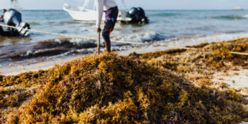 Sargazo: del mar Caribe a los campos de Sinaloa