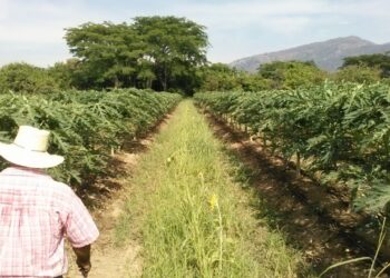 Finanzas para pequeños productores: ¿Cómo México y Centroamérica están transformando el agri-fintech?