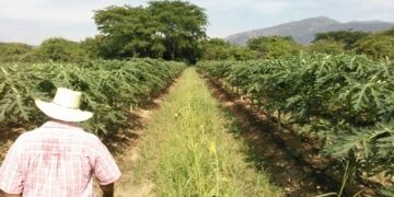 Finanzas para pequeños productores: ¿Cómo México y Centroamérica están transformando el agri-fintech?