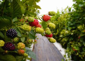 BioTech México impulsa la floración y productividad orgánica de los cultivos en la Expo Agroalimentaria Guanajuato 2025
