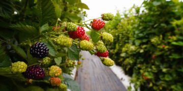 BioTech México impulsa la floración y productividad orgánica de los cultivos en la Expo Agroalimentaria Guanajuato 2025