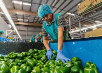 El impacto económico y comercial de la apertura del mercado japonés al pimiento mexicano: un nuevo capítulo en la exportación agrícola de México a Asia