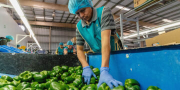 El impacto económico y comercial de la apertura del mercado japonés al pimiento mexicano: un nuevo capítulo en la exportación agrícola de México a Asia