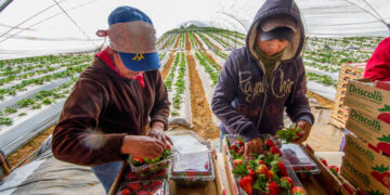 AMHPAC y AHIFORES analizan el futuro de la responsabilidad social en el sector agrícola