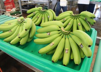 Más de 40 mil productores mantienen el dinamismo de la producción orgánica