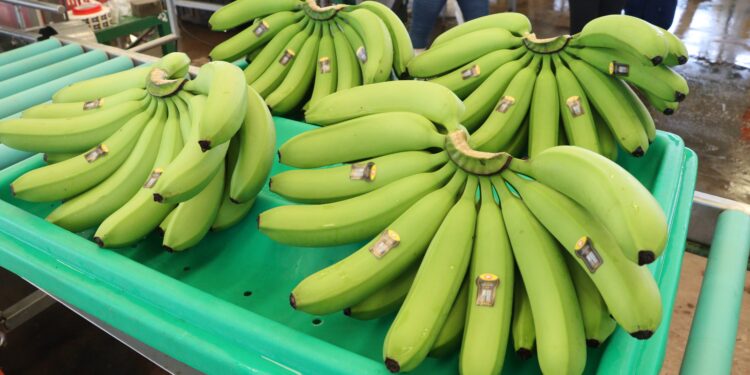 Más de 40 mil productores mantienen el dinamismo de la producción orgánica