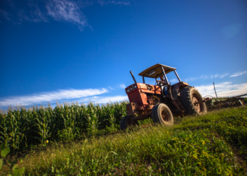 Autosuficiencia en granos: tecnología, inversión y apoyos para productores