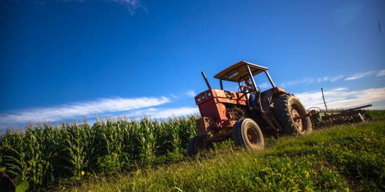 Autosuficiencia en granos: tecnología, inversión y apoyos para productores