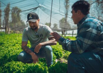 La crisis del precio de la papa en México: una mirada desde la trinchera
