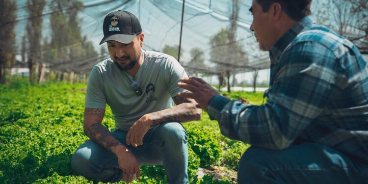 La crisis del precio de la papa en México: una mirada desde la trinchera