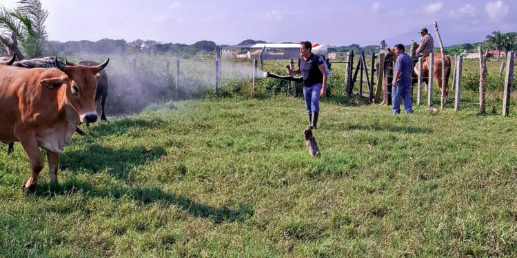 Con trampa artesanal, productores de Chiapas buscan frenar al gusano barrenador