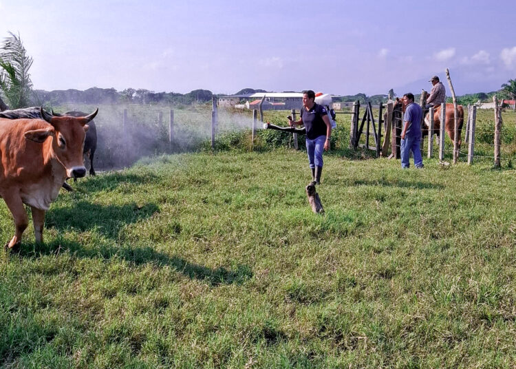 Con trampa artesanal, productores de Chiapas buscan frenar al gusano barrenador