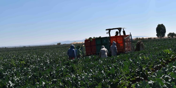 Chapingo abre ingeniería en Agricultura Regenerativa