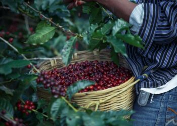 Migrantes salvan la cosecha de café en el sur de México