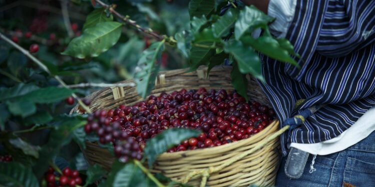 Migrantes salvan la cosecha de café en el sur de México