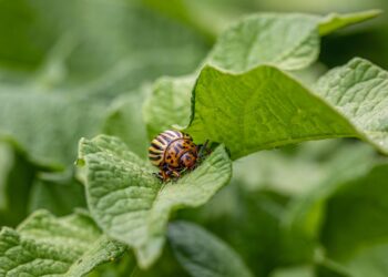 Un coctel adecuado contra plagas y enfermedades