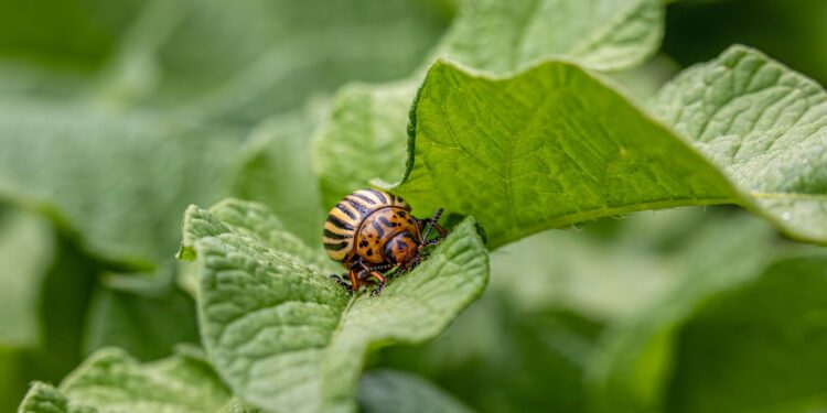 Un coctel adecuado contra plagas y enfermedades