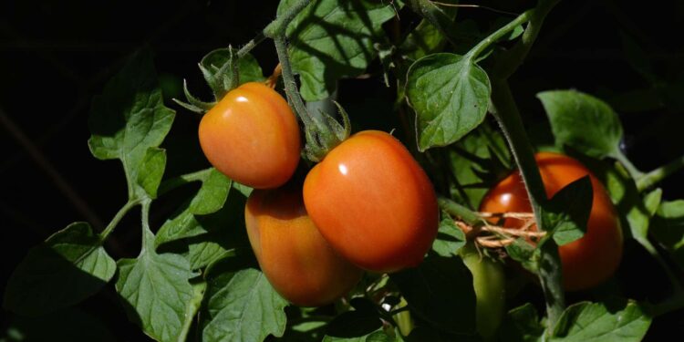 Edición de genes CRISPR: innovación para la competitividad