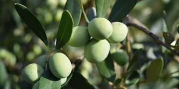 EL olivo entra al mayor banco mundial de semillas