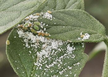 Innovaciones en el manejo integrado de plagas en la horticultura protegida