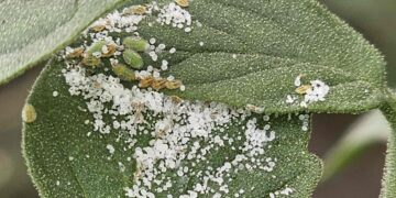 Innovaciones en el manejo integrado de plagas en la horticultura protegida