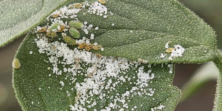 Innovaciones en el manejo integrado de plagas en la horticultura protegida