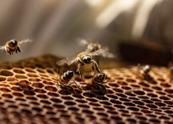 Inicia campaña nacional contra la varroasis de las abejas