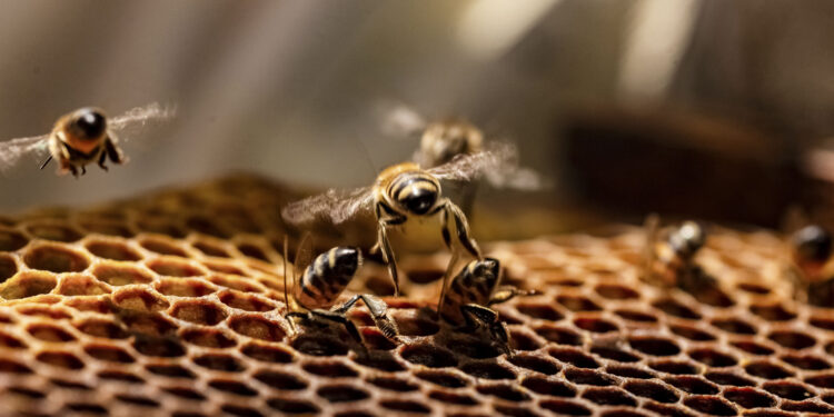 Inicia campaña nacional contra la varroasis de las abejas